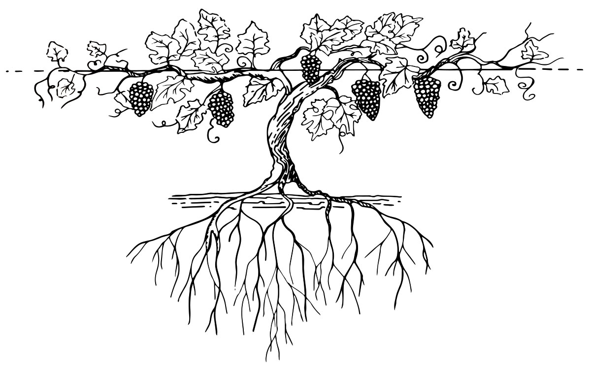 葡萄の根